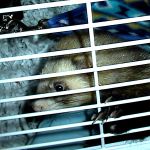 Ferret Rescue