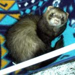 Ferret Rescue