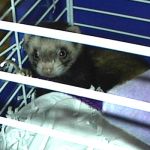 Ferret Rescue