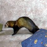 Ferret Rescue
