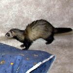 Ferret Rescue