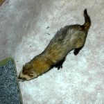 Ferret Rescue