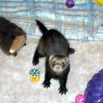 Ferret Rescue