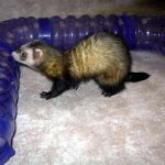 Ferret Rescue