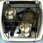 Ferret Rescue