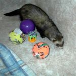 Ferret Rescue
