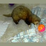 Ferret Rescue