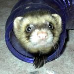 Ferret Rescue