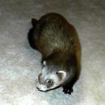 Ferret Rescue