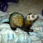 Ferret Rescue