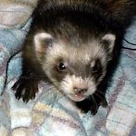 Ferret Rescue