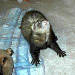 Ferret Rescue