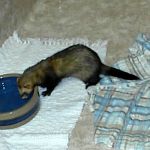 Ferret Rescue