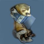 Ferret Rescue