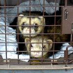 Ferret Rescue