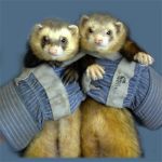 Ferret Rescue