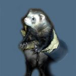 Ferret Rescue