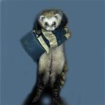 Ferret Rescue
