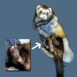Ferret Rescue