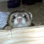 Ferret Rescue