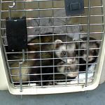 Ferret Rescue