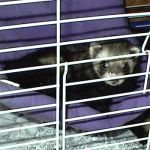Ferret Rescue