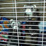 Ferret Rescue