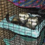 Ferret Rescue
