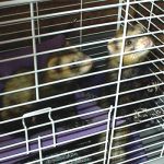 Ferret Rescue
