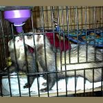 Ferret Rescue