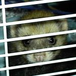 Ferret Rescue