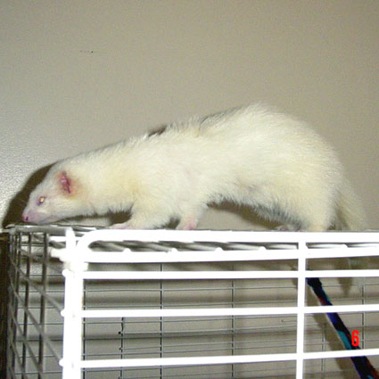 Tika